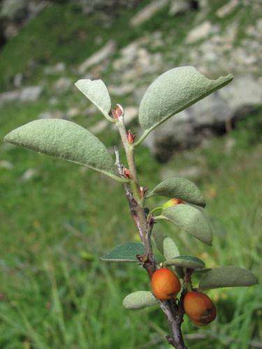 Cotoneaster racemiflorus