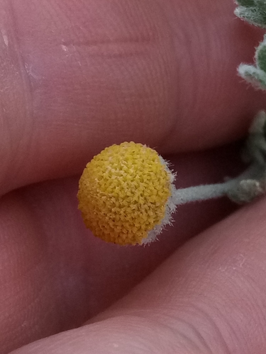 Cotula cinerea