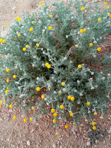 Cotula cinerea