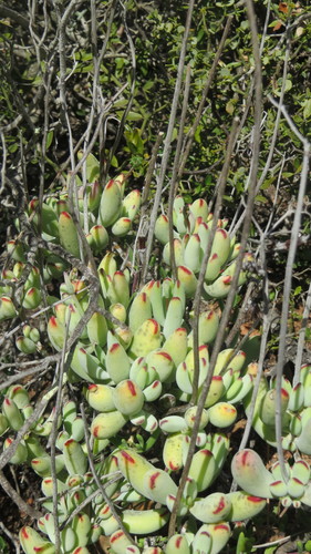 Cotyledon orbiculata