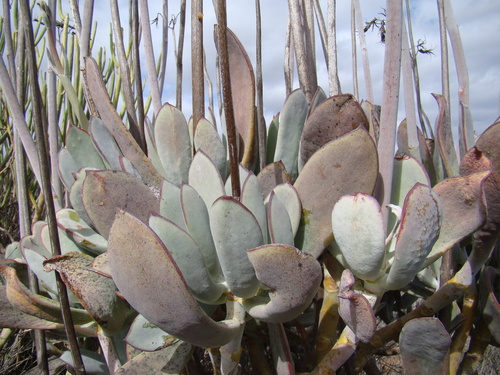 Cotyledon orbiculata