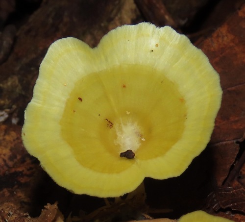 Cotylidia aurantiaca