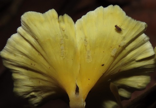 Cotylidia aurantiaca