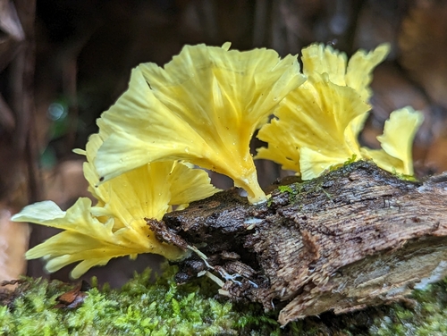 Repetobasidiaceae