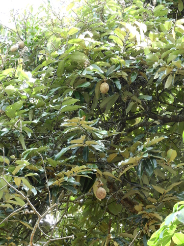 Couepia bracteosa