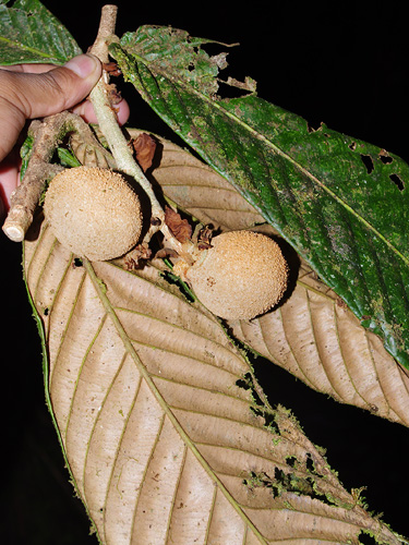 Couepia macrophylla