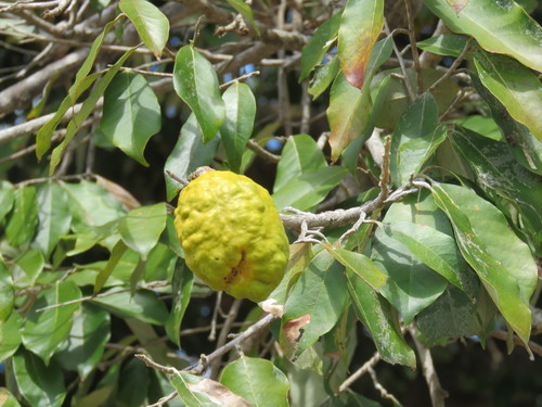 Couepia polyandra