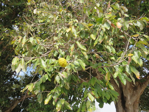 Couepia polyandra