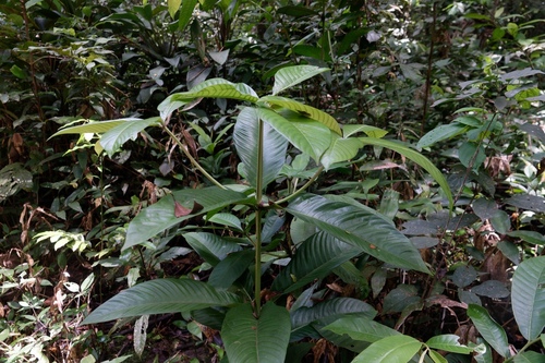 Couma guianensis