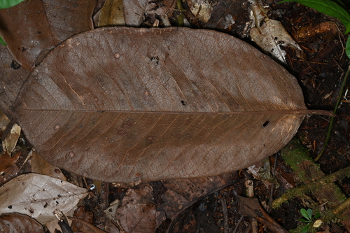Couratari guianensis