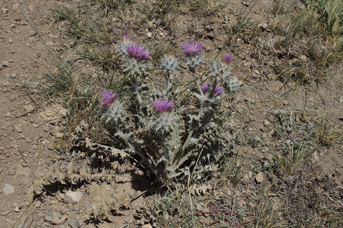 Cousinia eriocephala