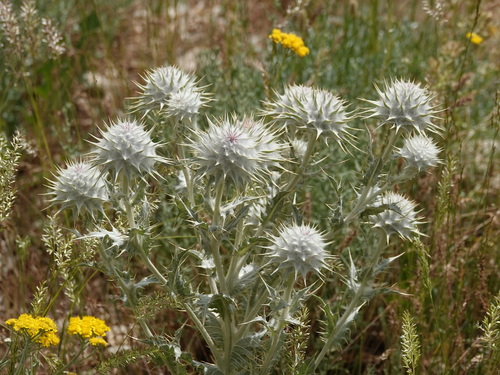 Cousinia eriocephala