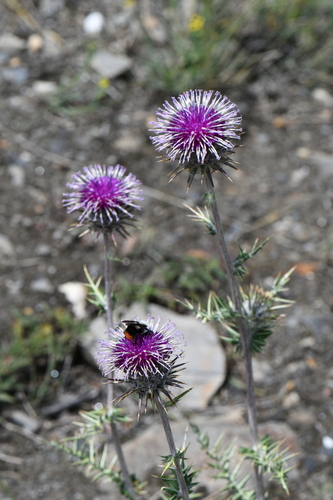 Cousinia thomsonii
