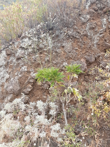 Crambe arborea