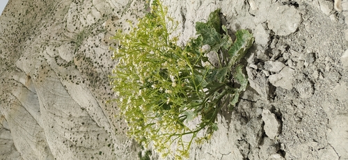 Crambe cordifolia