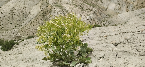 Crambe kotschyana
