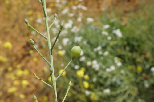 Crambe maritima