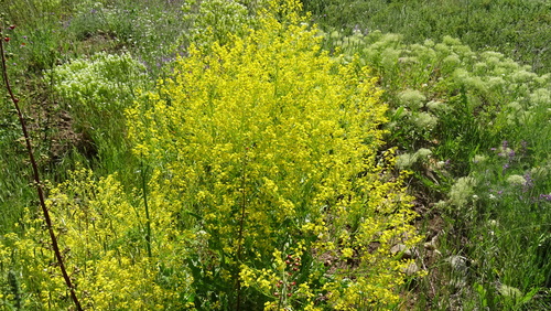 Crambe orientalis