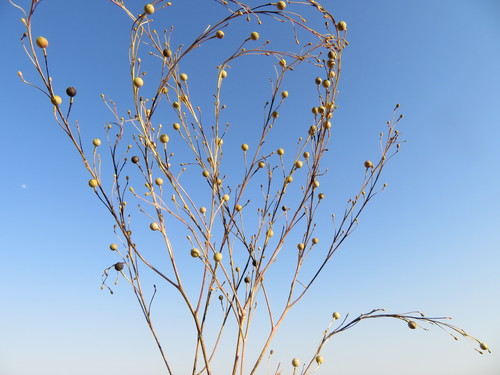 Crambe orientalis