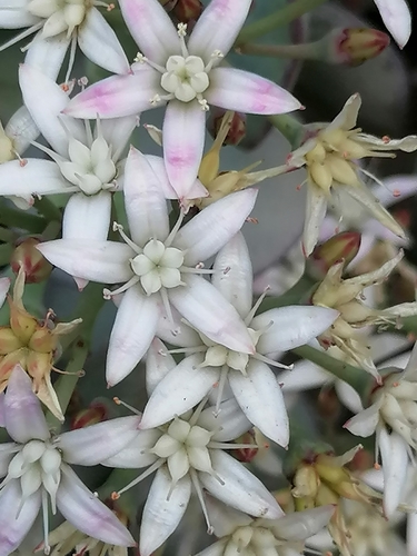 Crassula arborescens