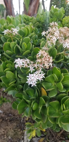 Crassula ovata