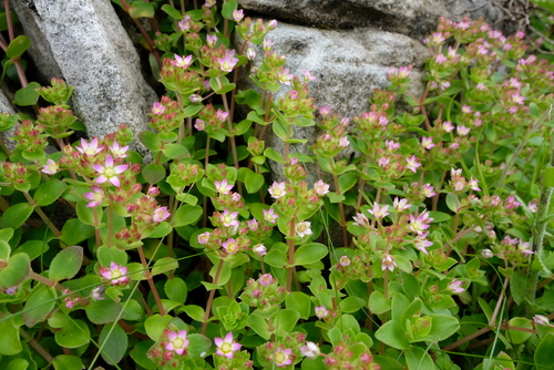 Crassula pellucida