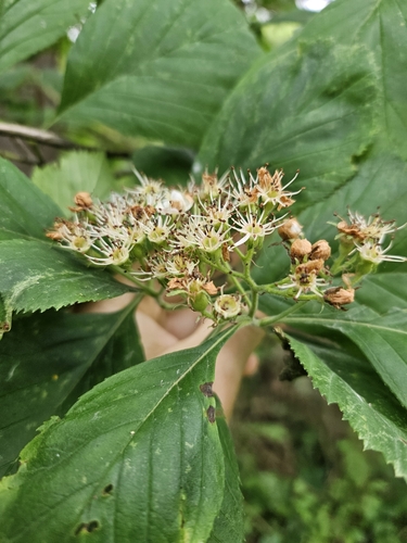 Crataegus calpodendron