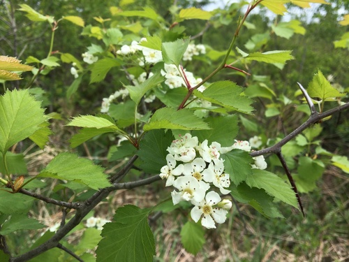 Crataegus chrysocarpa