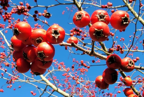 Crataegus coccinea