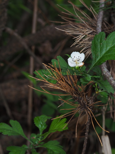 Crataegus cuneata