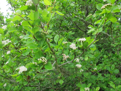 Crataegus douglasii