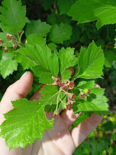 Crataegus maximowiczii