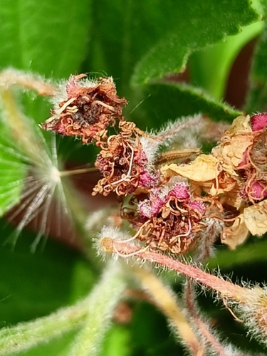 Crataegus maximowiczii