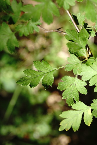 Crataegus microphylla