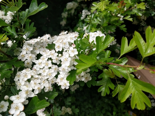Crataegus monogyna