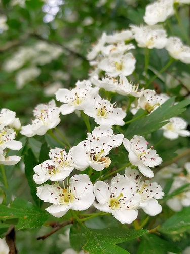 Crataegus monogyna