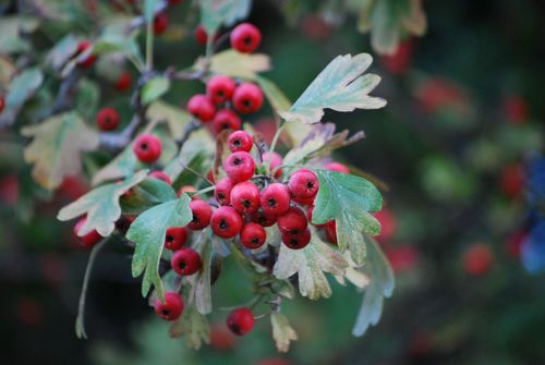 Hawthorn