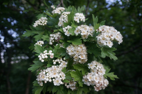 Crataegus pentagyna