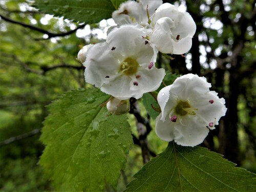 Crataegus punctata