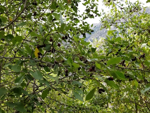 Crataegus rivularis