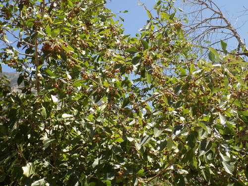 Crataegus rivularis
