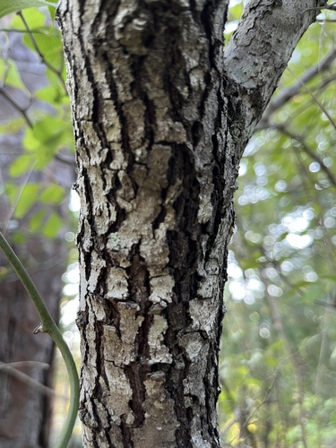 Crataegus rufula