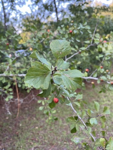 Crataegus rufula