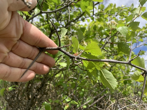 Crataegus succulenta