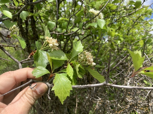 Crataegus succulenta