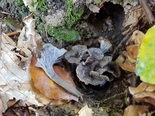 Craterellus cinereus