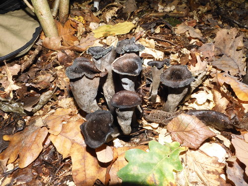 Craterellus cornucopioides