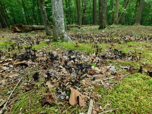 Craterellus fallax