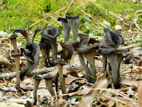 Craterellus fallax