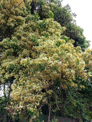 Crateva adansonii subsp. odora